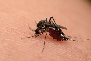 mosquito